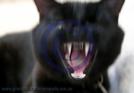 cat aggressive dog bite expert witness