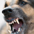 dog bite expert witness