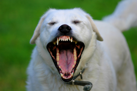 dog bite expert witness