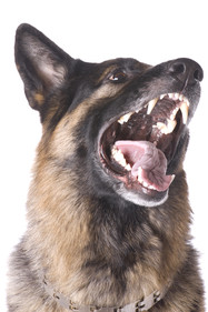 dog bite expert witness