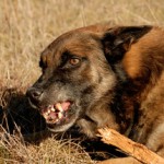 Snarling dog dog bite expert witness