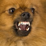 Pomeranian Dog Bite