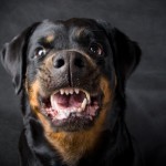 aggressive dog bite expert
