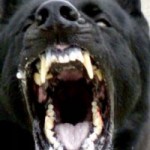 Aggressive dog
