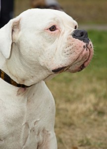 American Bulldog