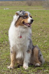  Australian Shepherd