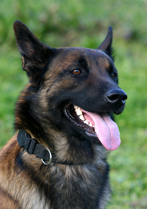 Dog bite statistics and information for the Belgian Malinois