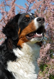 Bernese mountain dog
