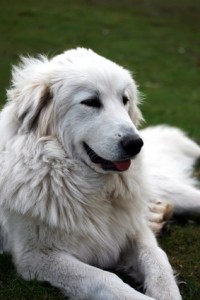 great Pyrenees dog bite