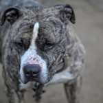 Pit bull 