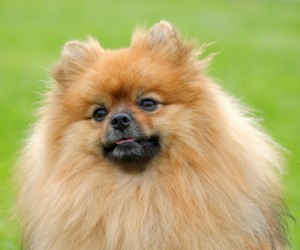 Detail of Pomeranian dog