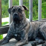 Presa canario