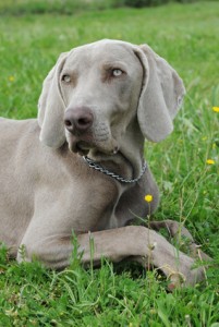 Weimaraner 