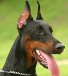 Doberman Dog bite expert