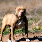 pit bull dog bite expert