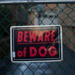 dog bite expert