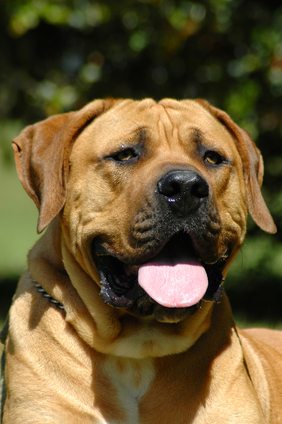 Boerboel expert