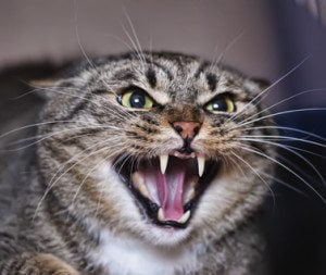 aggressive cat