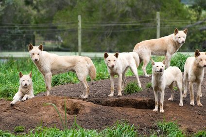 dog pack expert