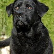 Labrador retriever expert witness