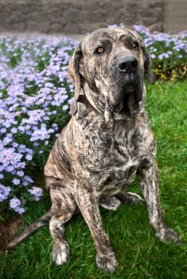 Brazilian Mastiff