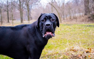 Cane Corso aggression