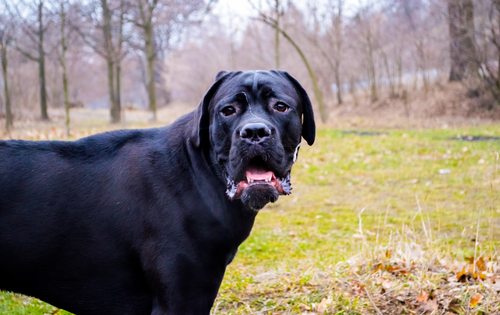 are cane corsos aggressive or dangerous dogs