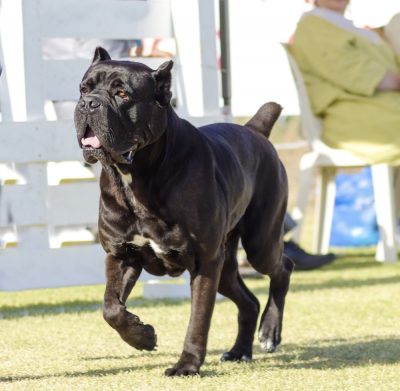 cane corso biting