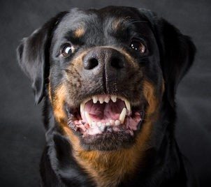 Aggressive dog Rottweiler