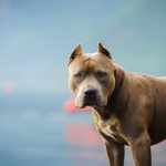 Pitbull fatal dog attack
