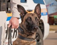 Police dog bite expert