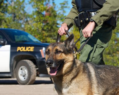  police dog bite expert