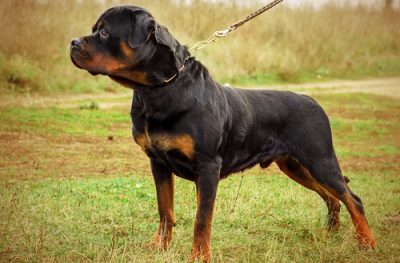 Rottweiler dog bite expert