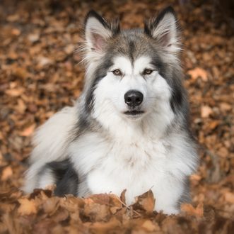 husky wolf mix