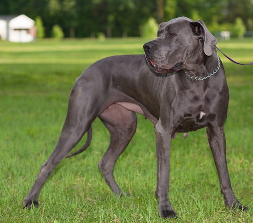 Great dane store outlet