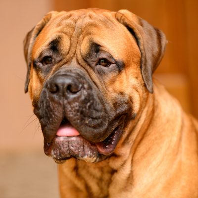 bull mastiff expert