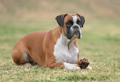 Boxer fatal dog attack