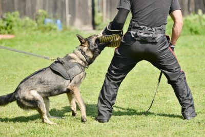 police dog expert