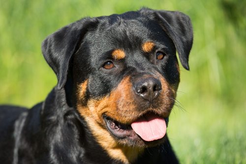 Rottweiler attack on human