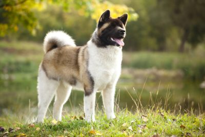 Akita Dog bite expert