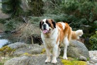  St. Bernard dog bite expert