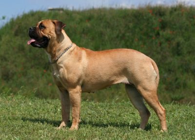 Bull mastiff dog bite expert